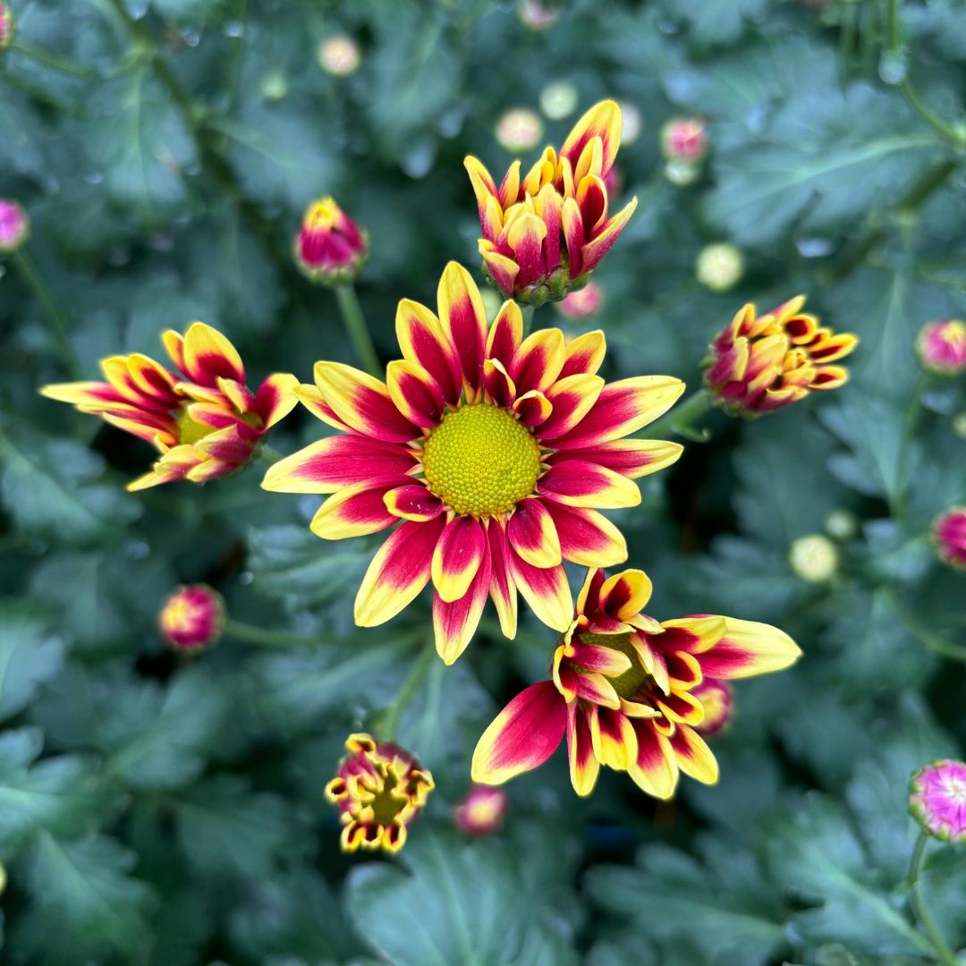 FLOWER